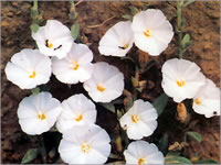 Convolvulus microphyllus 